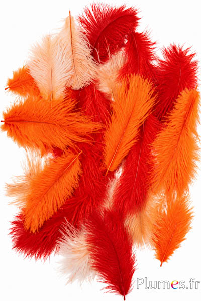 Strauss Bellies - 5-10 cm - Mixt orange